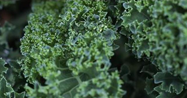 Kale Yeah! Types of Kale and Their Best Uses